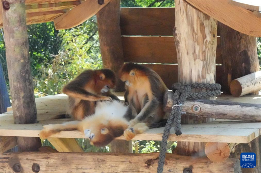 這是5月7日在位于法國(guó)中部小城圣艾尼昂的博瓦勒野生動(dòng)物園拍攝的金絲猴。新華社記者 孫鑫晶 攝
