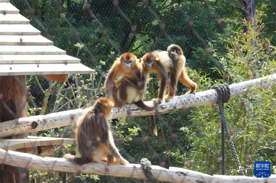 這是5月7日在位于法國中部小城圣艾尼昂的博瓦勒野生動物園拍攝的金絲猴。新華社記者 孫鑫晶 攝