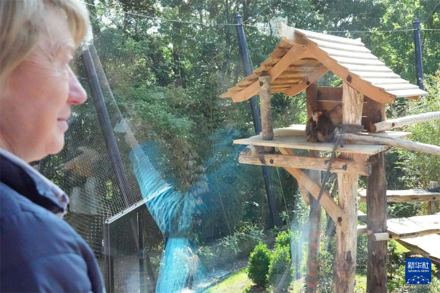 5月7日，在位于法國中部小城圣艾尼昂的博瓦勒野生動物園，一名女子觀賞金絲猴。新華社記者 孫鑫晶 攝