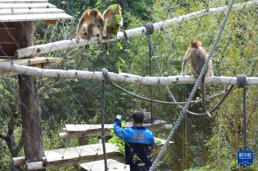 5月7日，在位于法國中部小城圣艾尼昂的博瓦勒野生動物園，飼養(yǎng)員給金絲猴喂食。新華社記者 孫鑫晶 攝