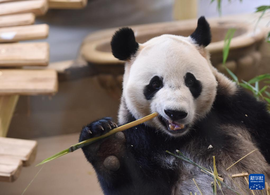 這是5月14日在奧地利首都維也納的美泉宮動物園拍攝的大熊貓“蘭韻”。新華社發(fā)（韓鷺攝）