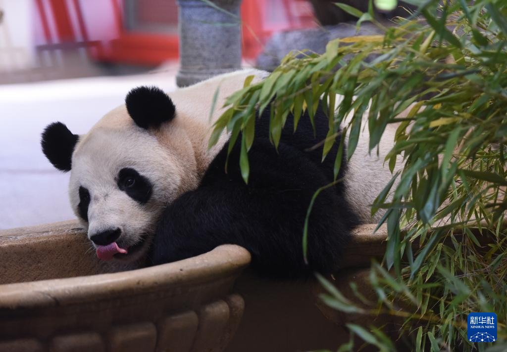 這是5月14日在奧地利首都維也納的美泉宮動(dòng)物園拍攝的大熊貓“蘭韻”。新華社發(fā)（韓鷺攝）