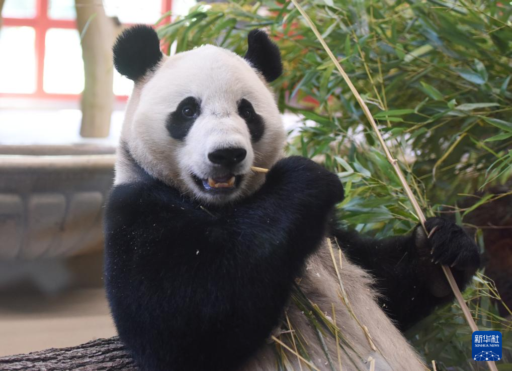 這是5月14日在奧地利首都維也納的美泉宮動物園拍攝的大熊貓“蘭韻”。新華社發(fā)（韓鷺攝）