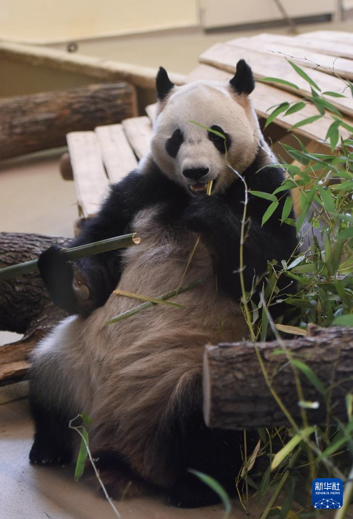 這是5月14日在奧地利首都維也納的美泉宮動(dòng)物園拍攝的大熊貓“蘭韻”。新華社發(fā)（韓鷺攝）