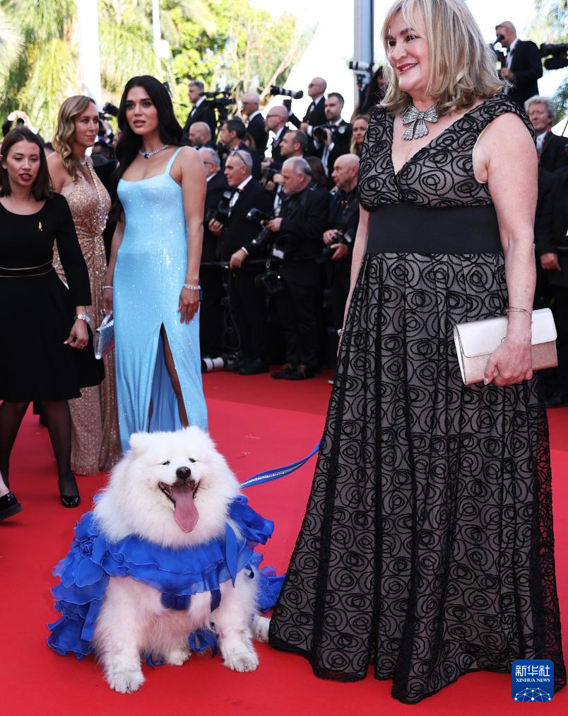 5月14日，在法國戛納舉行的第78屆戛納國際電影節(jié)上，一只小狗“盛裝”出席《碟中諜8：最終清算》首映禮。新華社記者 高靜 攝