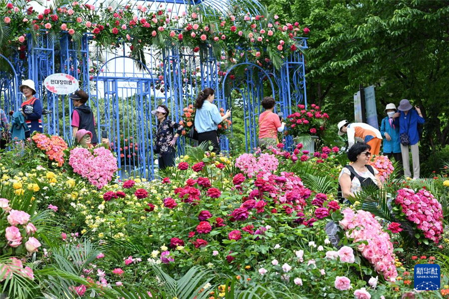 5月22日，游客在韓國首爾觀賞園藝作品。新華社發(fā)（全休相攝）