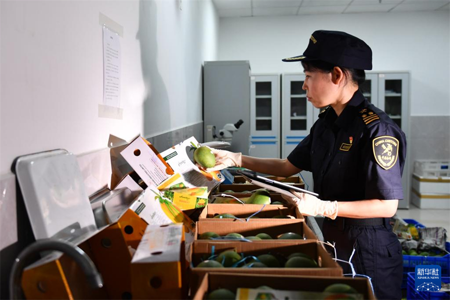 5月28日，長(zhǎng)沙黃花機(jī)場(chǎng)海關(guān)關(guān)員對(duì)芒果進(jìn)行感官檢查。新華社記者 陳振海 攝