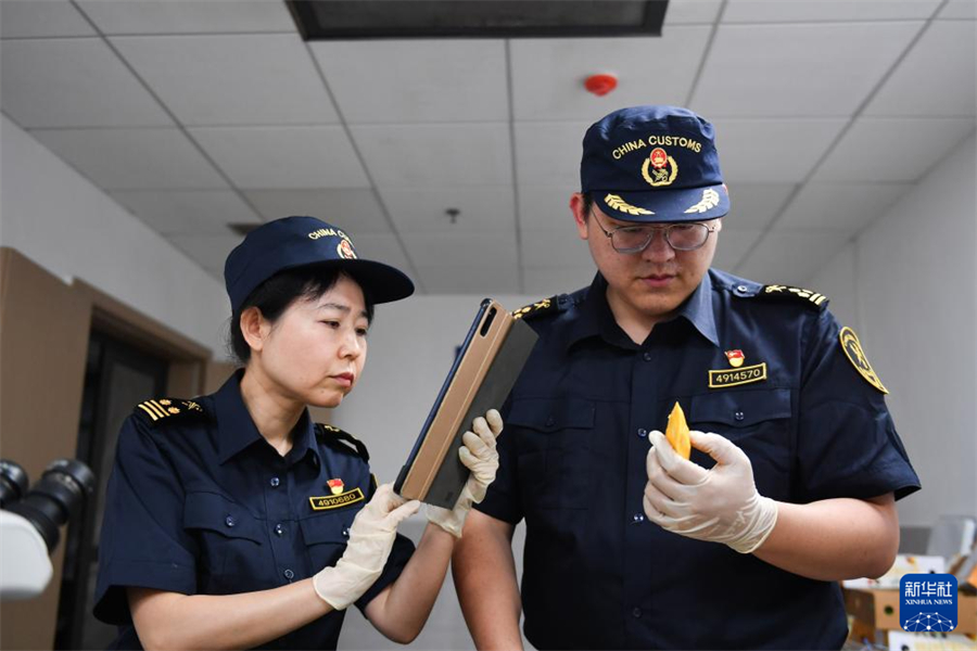 5月28日，長(zhǎng)沙黃花機(jī)場(chǎng)海關(guān)關(guān)員對(duì)芒果進(jìn)行剖果檢查。新華社記者 陳振海 攝