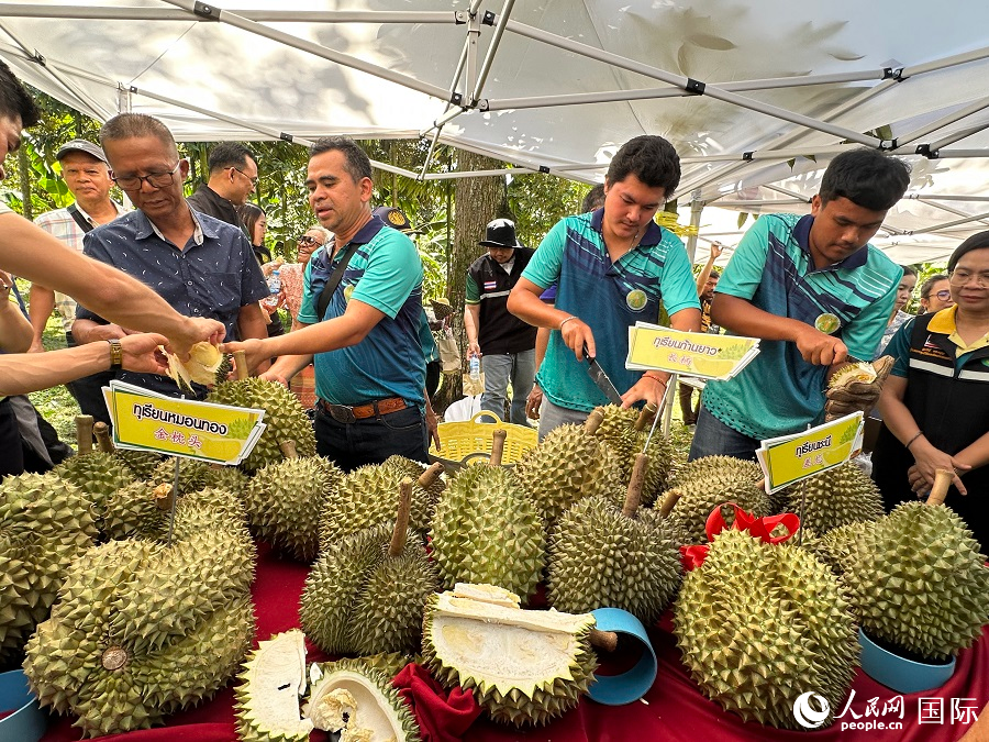 當(dāng)?shù)孛癖娫诖号罡麍@品嘗榴蓮。人民網(wǎng)記者 孫廣勇攝