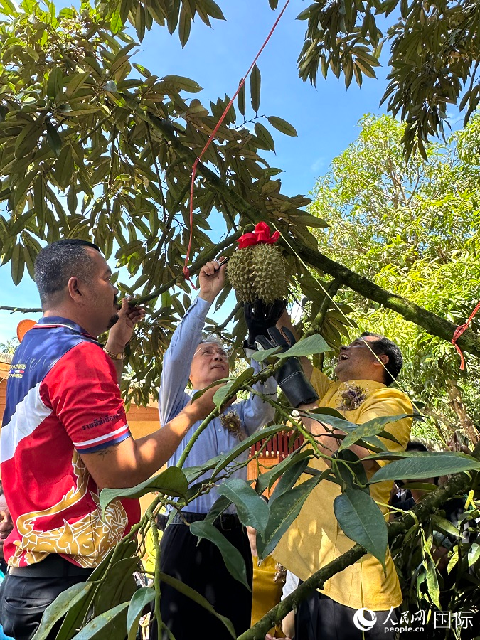中泰嘉賓共同收割第一顆榴蓮。人民網(wǎng)記者 孫廣勇攝