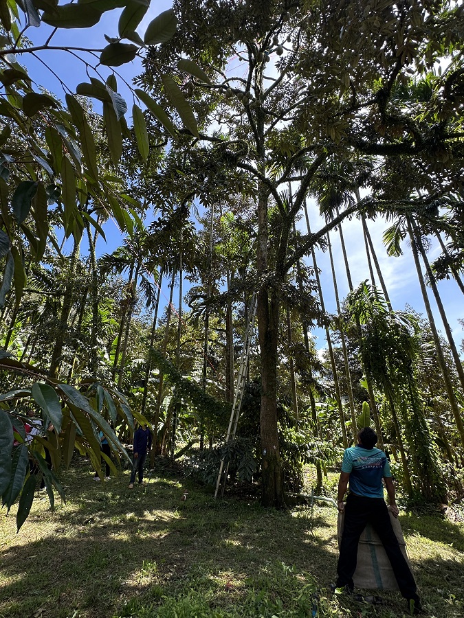 春蓬府果農從高高的榴蓮樹上收割榴蓮。人民網(wǎng)記者 孫廣勇攝