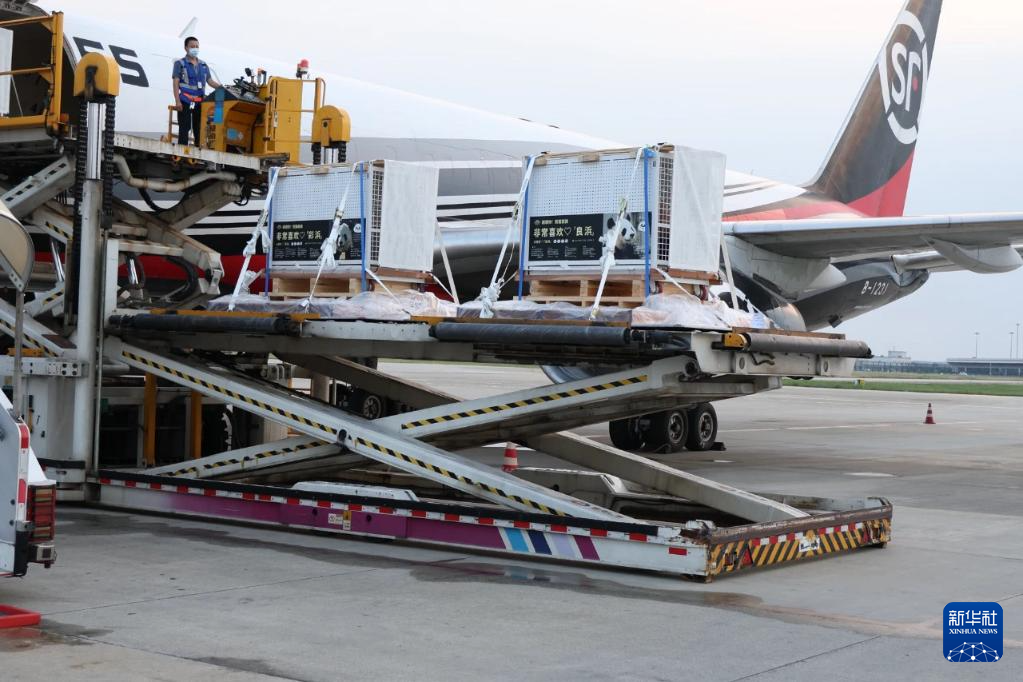 6月28日，搭載大熊貓“良浜”“結浜”“彩浜”“楓浜”的飛機抵達成都雙流國際機場。新華社發(fā)（成都大熊貓繁育研究基地供圖）