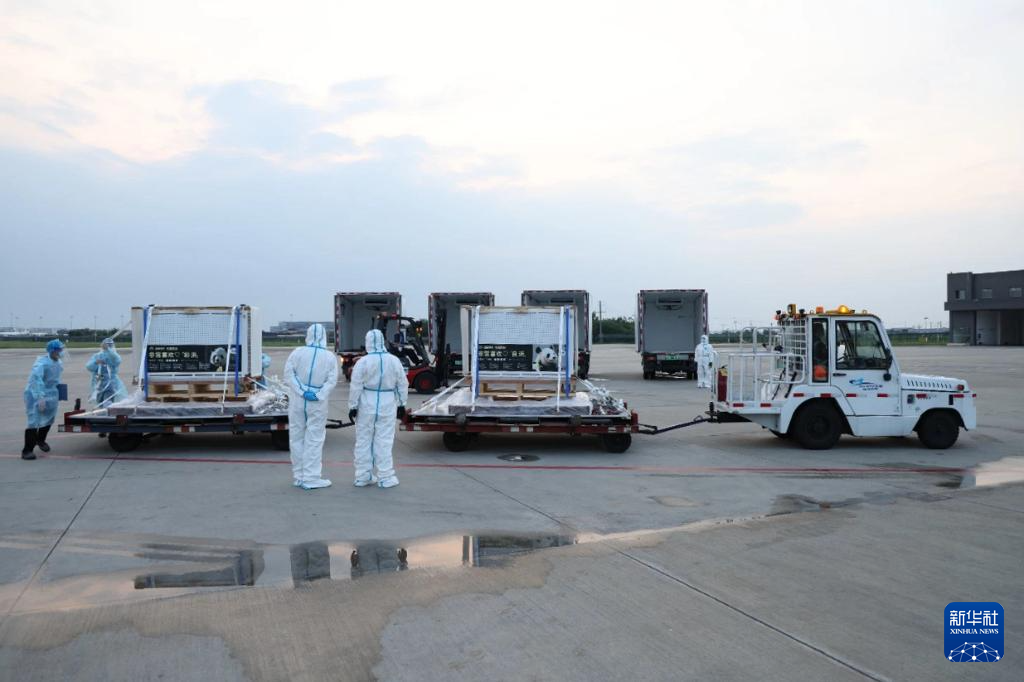 6月28日，搭載大熊貓“良浜”“結浜”“彩浜”“楓浜”的飛機抵達成都雙流國際機場。新華社發(fā)（成都大熊貓繁育研究基地供圖）