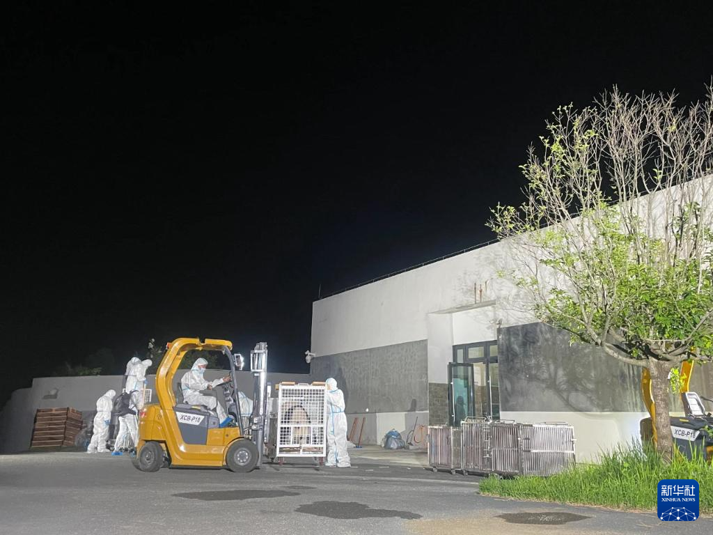 6月28日，在成都大熊貓繁育研究基地，工作人員轉(zhuǎn)運(yùn)大熊貓。新華社發(fā)（成都大熊貓繁育研究基地供圖）