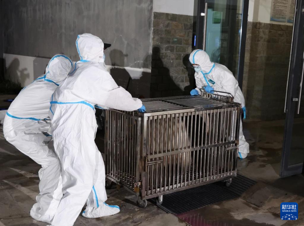 6月28日，在成都大熊貓繁育研究基地，工作人員轉(zhuǎn)運(yùn)大熊貓。新華社發(fā)（成都大熊貓繁育研究基地供圖）