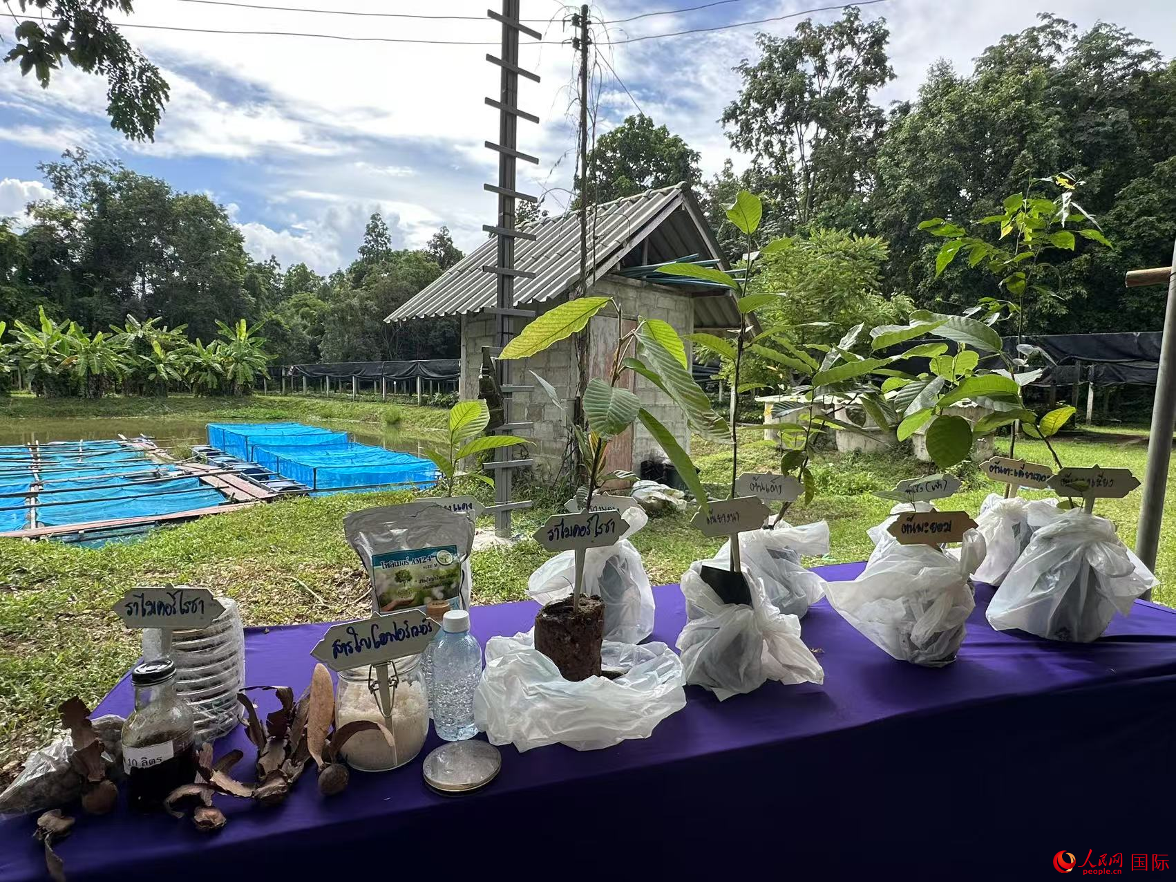 朱拉隆功大學(xué)楠府研究中心培育的優(yōu)質(zhì)樹苗。人民網(wǎng)記者 孫廣勇攝