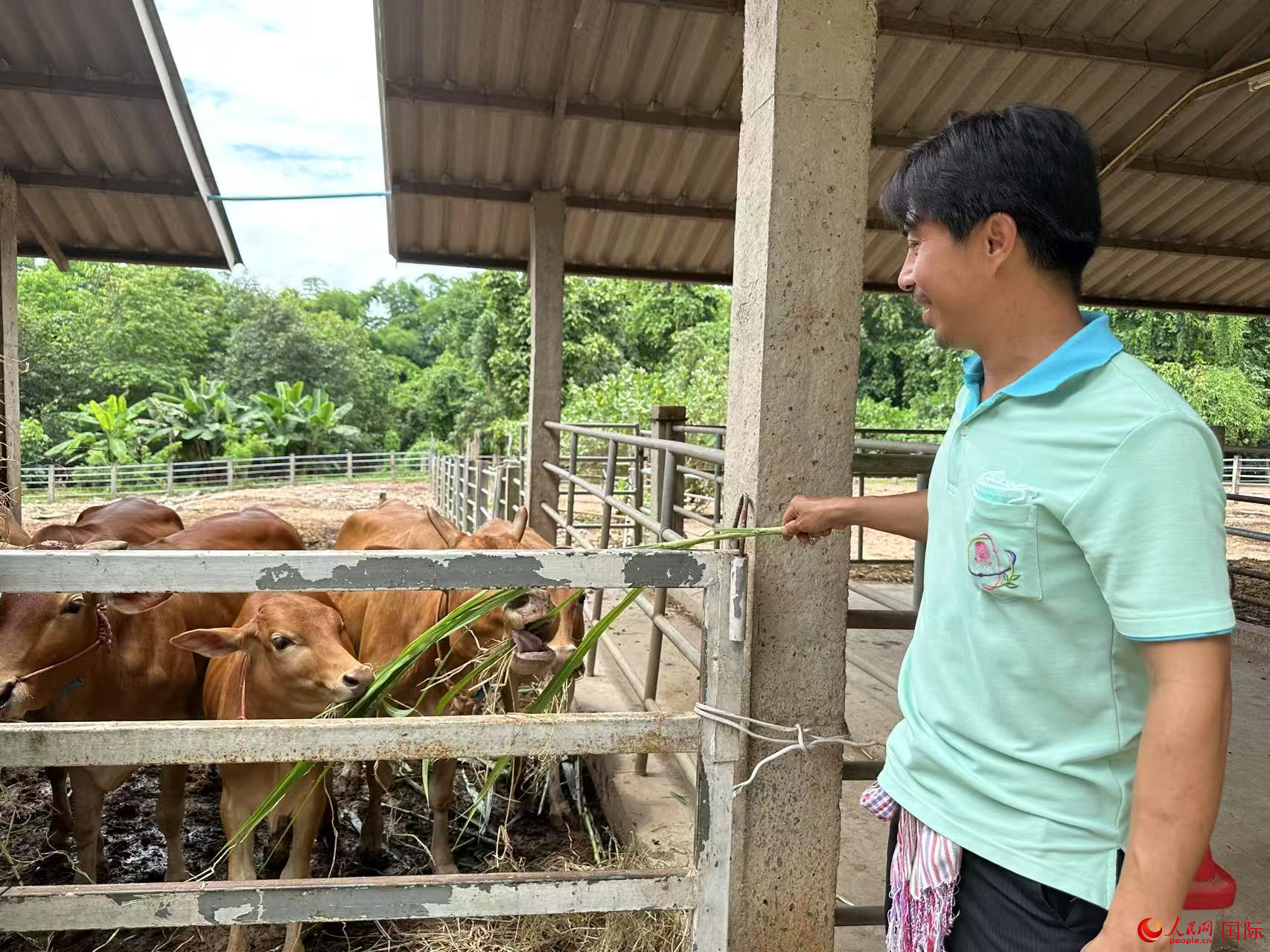 朱拉隆功大學(xué)楠府研究中心為農(nóng)民培育的優(yōu)良家畜。人民網(wǎng)記者 孫廣勇攝