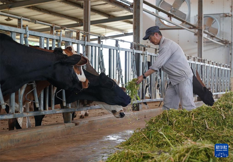 7月18日，在毛里塔尼亞伊迪尼村，中國援毛里塔尼亞畜牧業(yè)技術示范中心專家檢查牛群的進食和生長情況。新華社記者 韓旭 攝