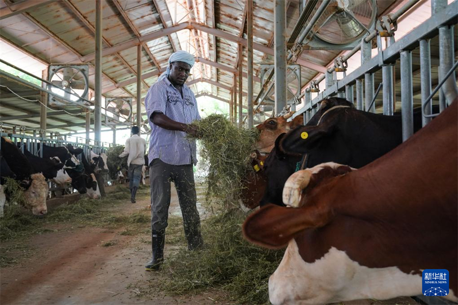 7月18日，在毛里塔尼亞伊迪尼村，牧民在中國援毛里塔尼亞畜牧業(yè)技術(shù)示范中心給牛群喂食紫花苜蓿飼料。新華社記者 韓旭 攝