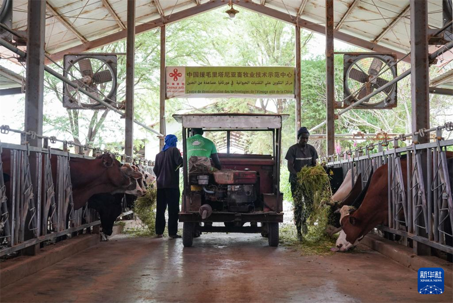 7月18日，在毛里塔尼亞伊迪尼村，牧民在中國援毛里塔尼亞畜牧業(yè)技術(shù)示范中心給牛群喂食菌草飼料。新華社記者 韓旭 攝