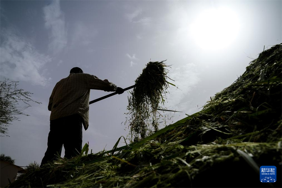7月18日，在毛里塔尼亞伊迪尼村，牧民在中國(guó)援毛里塔尼亞畜牧業(yè)技術(shù)示范中心處理菌草。新華社記者 韓旭 攝