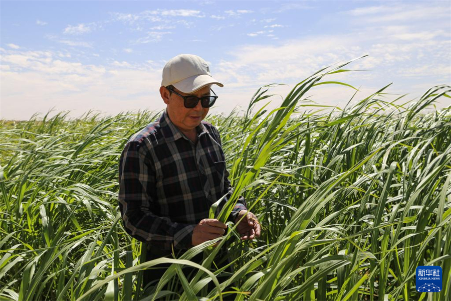 1月18日，在毛里塔尼亞伊迪尼村，中國援毛里塔尼亞畜牧業(yè)技術(shù)示范中心主任張洪恩在菌草田查看菌草生長情況。新華社記者 司源 攝