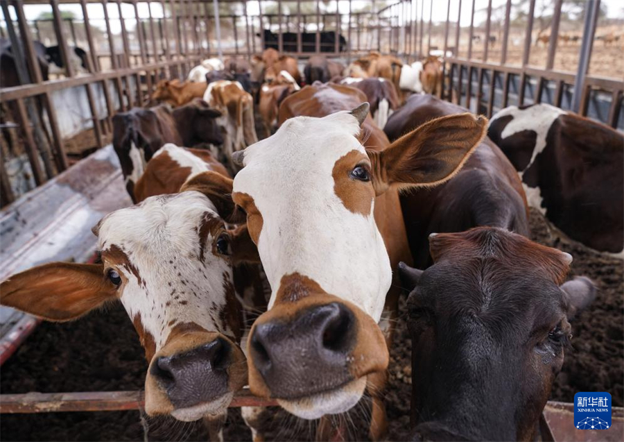 7月15日，在毛里塔尼亞提根特，牛群聚集在一處經(jīng)中國援毛里塔尼亞畜牧業(yè)技術(shù)示范中心專家指導(dǎo)建設(shè)并改造的牧場(chǎng)內(nèi)。新華社記者 韓旭 攝