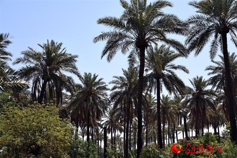 巴格達(dá)郊區(qū)一處椰棗林。人民網(wǎng)伊納斯·易卜拉欣攝