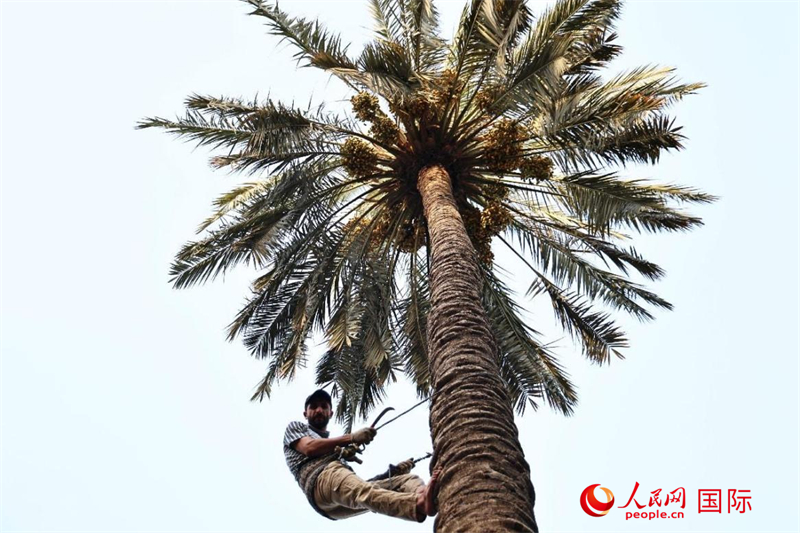 農(nóng)民穆罕默德借助繩索爬上椰棗樹(shù)。人民網(wǎng)伊納斯·易卜拉欣攝