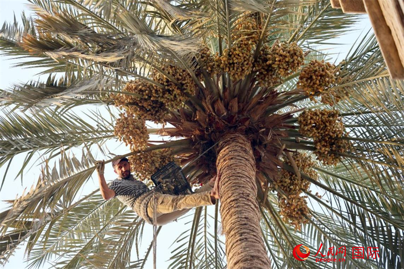 穆罕默德正在采摘椰棗。人民網(wǎng) 伊納斯·易卜拉欣攝
