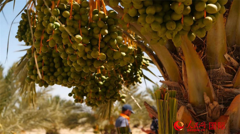還未成熟的椰棗。人民網(wǎng) 伊納斯·易卜拉欣攝