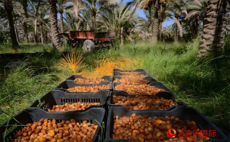 采摘完畢等待裝運(yùn)的椰棗。人民網(wǎng) 伊納斯·易卜拉欣攝