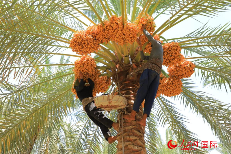 工人正在采摘椰棗。人民網(wǎng) 伊納斯·易卜拉欣攝