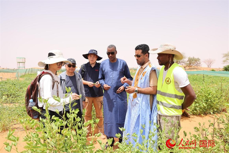 中毛工作人員在中非綠色技術(shù)公園內(nèi)檢查蔬果長勢。人民網(wǎng)記者 管克江攝