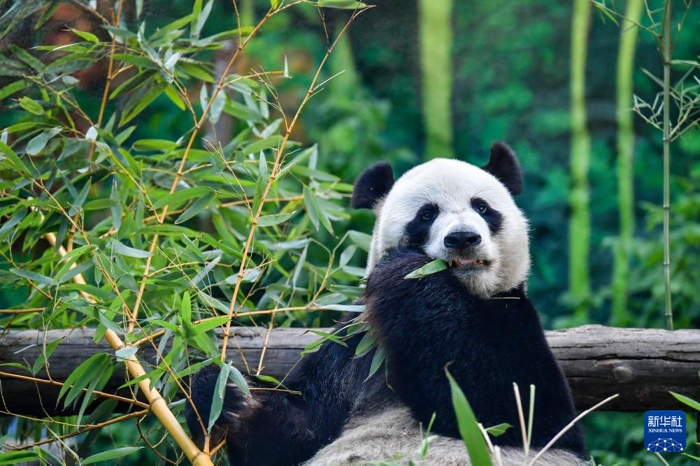 7月31日，在俄羅斯莫斯科動(dòng)物園，旅俄大熊貓“如意”在生日慶?；顒?dòng)上享用竹子。新華社記者 張超群 攝