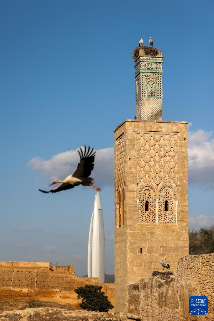 這是2月16日在摩洛哥首都拉巴特拍攝的棲居在舍拉考古遺址的鸛鳥。新華社記者 霍晶 攝