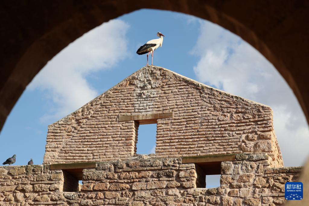 這是2月16日在摩洛哥首都拉巴特拍攝的棲居在舍拉考古遺址的鸛鳥。新華社記者 霍晶 攝