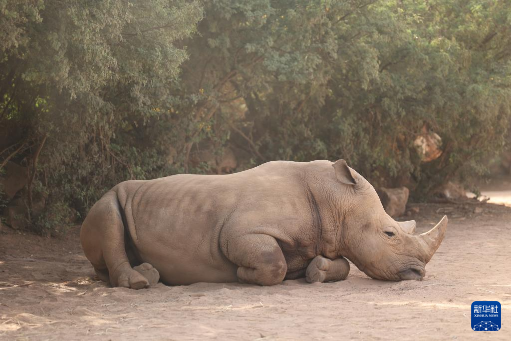 這是8月2日在位于摩洛哥首都拉巴特南郊的拉巴特動物園拍攝的白犀牛。新華社記者 霍晶 攝