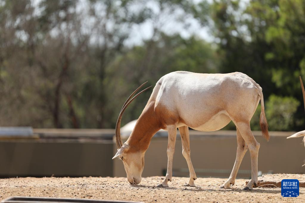 這是8月2日在位于摩洛哥首都拉巴特南郊的拉巴特動(dòng)物園拍攝的彎角劍羚。新華社記者 霍晶 攝
