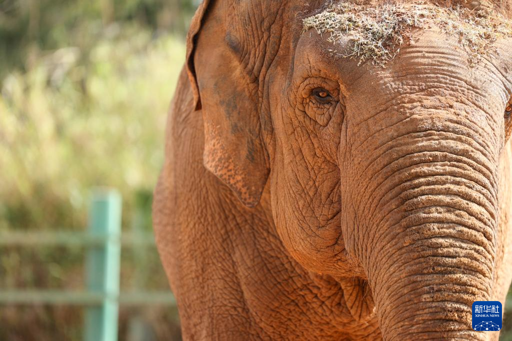 這是8月2日在位于摩洛哥首都拉巴特南郊的拉巴特動(dòng)物園拍攝的大象。新華社記者 霍晶 攝