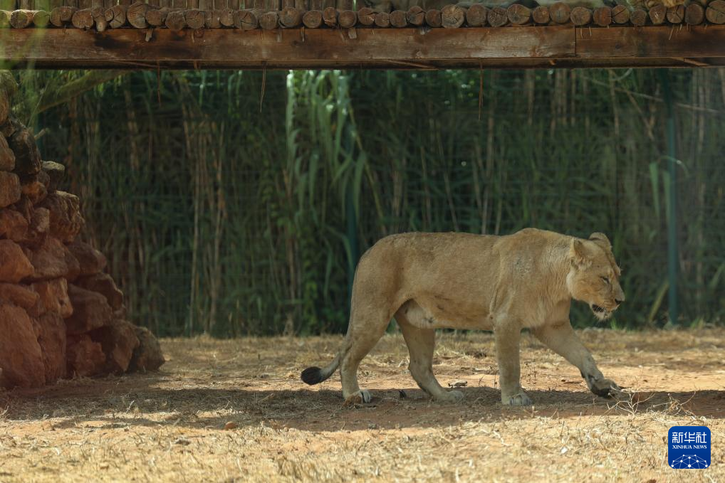 這是8月2日在位于摩洛哥首都拉巴特南郊的拉巴特動物園拍攝的獅子。新華社記者 霍晶 攝