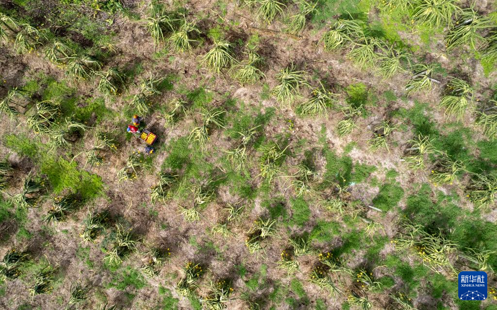 8月18日，工人在厄瓜多爾帕洛拉采摘麒麟果（無人機(jī)照片）。新華社發(fā)（里卡多·蘭德塔攝）