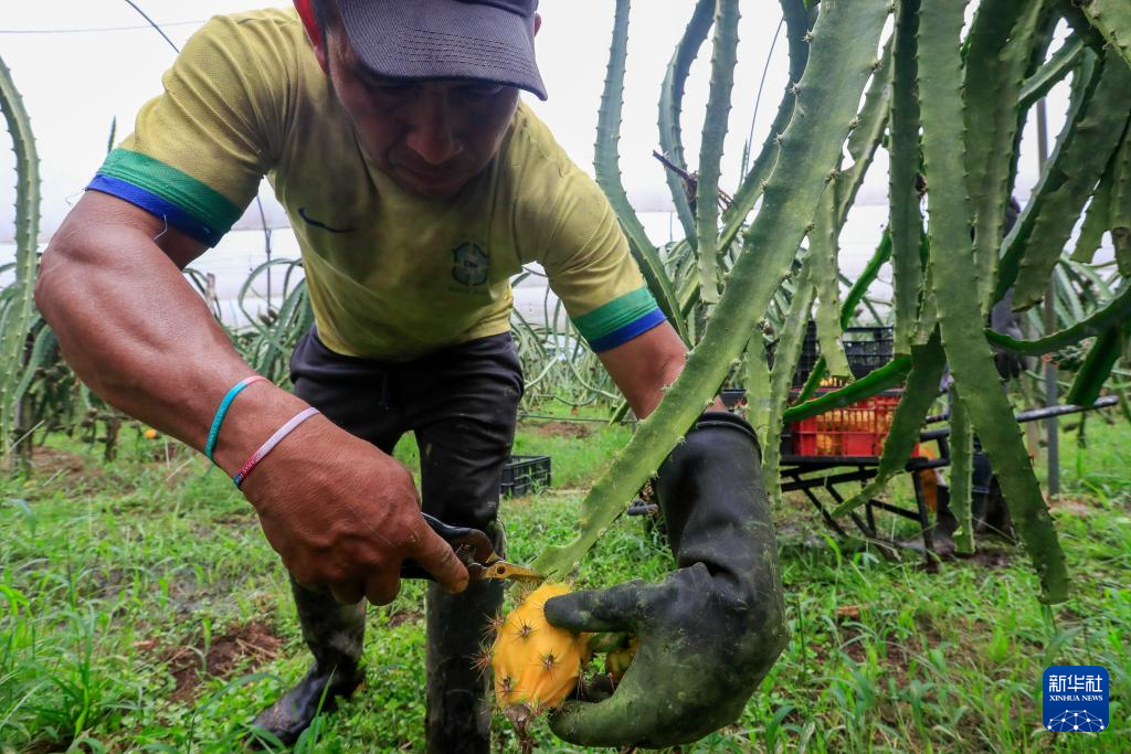 8月18日，工人在厄瓜多爾帕洛拉采摘麒麟果。新華社發(fā)（里卡多·蘭德塔攝）