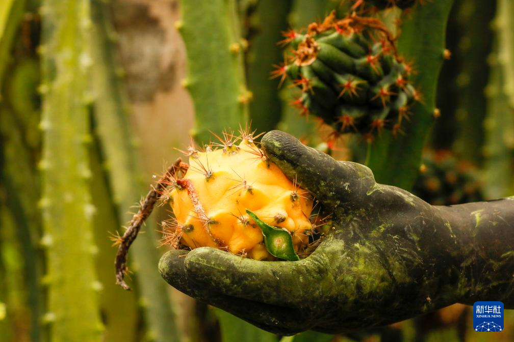 這是8月18日厄瓜多爾帕洛拉拍攝的被采摘的麒麟果。新華社發(fā)（里卡多·蘭德塔攝）