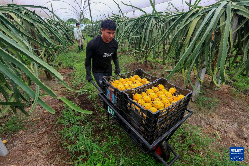 8月18日，工人在厄瓜多爾帕洛拉運(yùn)送被采摘的麒麟果。新華社發(fā)（里卡多·蘭德塔攝）