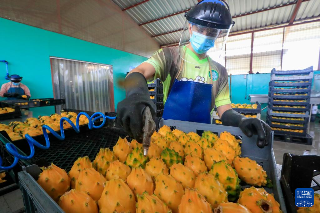 8月18日，工人在厄瓜多爾帕洛拉清理被采摘的麒麟果。新華社發(fā)（里卡多·蘭德塔攝）