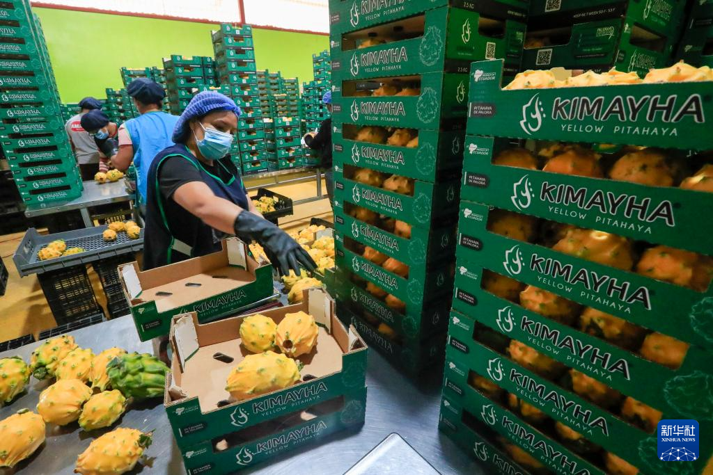 8月18日，工人在厄瓜多爾帕洛拉分裝麒麟果。新華社發(fā)（里卡多·蘭德塔攝）