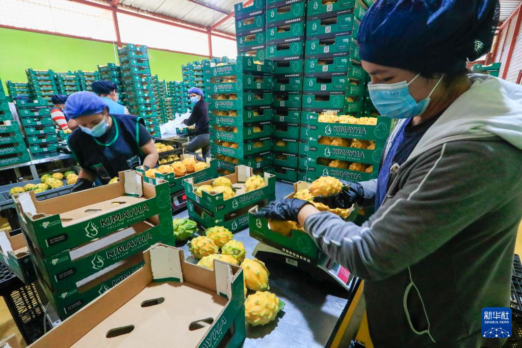 8月18日，工人在厄瓜多爾帕洛拉分裝麒麟果。新華社發(fā)（里卡多·蘭德塔攝）