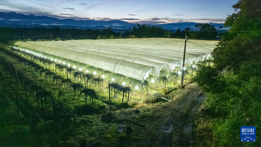 這是8月18日在厄瓜多爾帕洛拉拍攝的麒麟果種植園。新華社發(fā)（里卡多·蘭德塔攝）