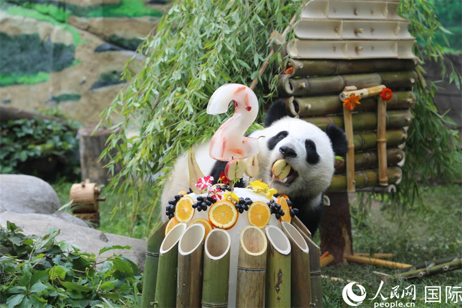 “喀秋莎”在生日慶祝活動(dòng)上享用園方準(zhǔn)備的蛋糕。人民網(wǎng)記者 肖新新攝